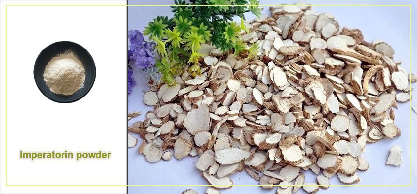 Imperatorin powder raw material display Imperatorin powder raw material display