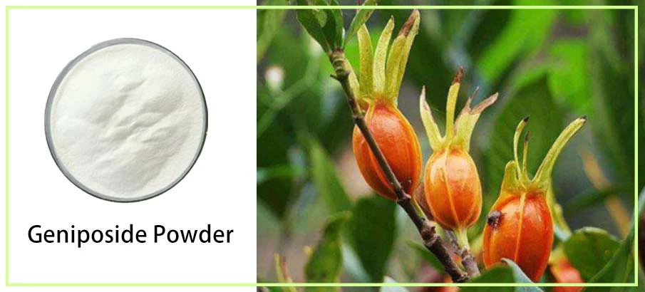 Geniposide Powder 2 Geniposide Powder 2